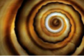 spirals in nature