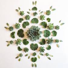 Succulent mandala